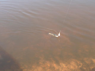 The first small smolt.
Main Street in Henne Strand.