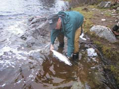 En lokal fisker lander laksen