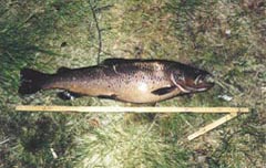 Tina's lake trout of 61 cm and 2.8 kg