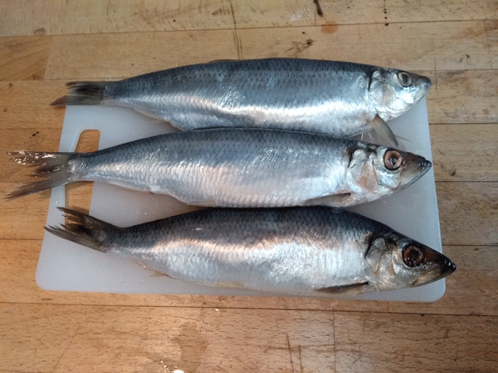 Hjemmelavet kippers i krydderolie