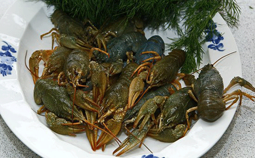 Live (black) and cooked crayfish (red)