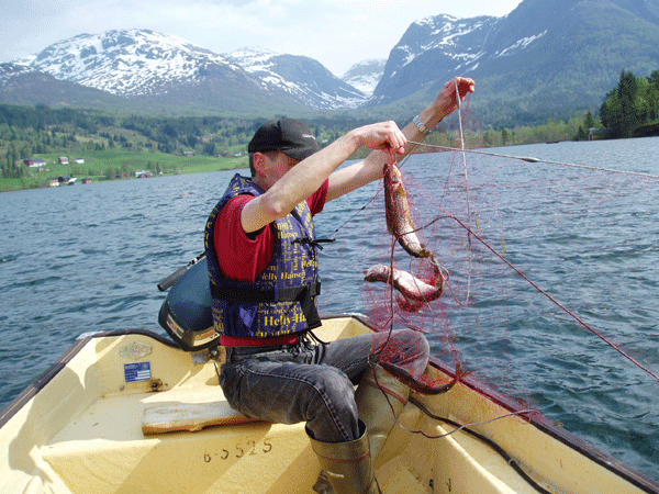 A local net fisherman is looking for small trout for 