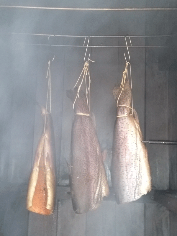 Rainbow trout freshly caught and hot smoked