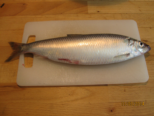 A great harvest herring at 260 g and 30 cm caught in Kge Bay