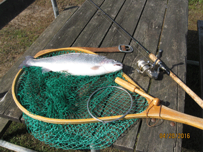 En flot 2 kg regnbue fra Vrøgum Fiskesø