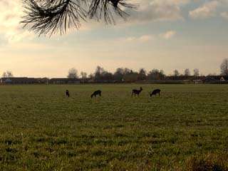 Deer in the back garden