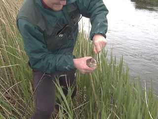 Jan loosening the hook on a small brown trout