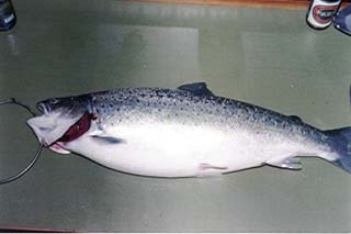 6 kg silvery sea trout from Kge Bay