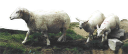 Sheep on the road at Storfjellseter Caf