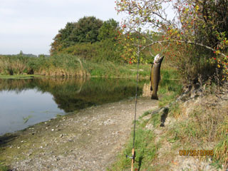 Trout caught at the Lock