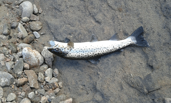 Dan caught a small spawned traut