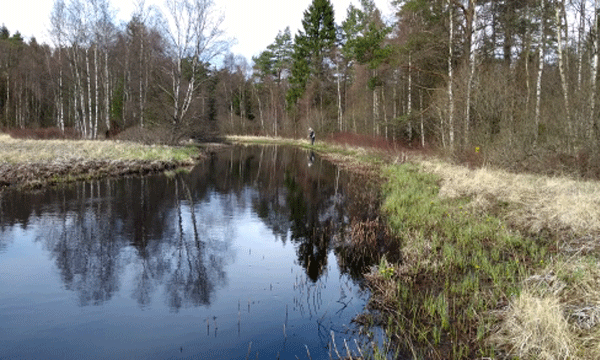 Dan in the distance lands a perch. I've caught a pike